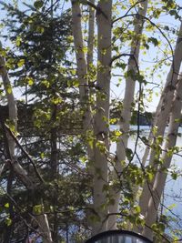 Low angle view of trees