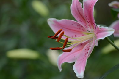 Close-up of pink lily