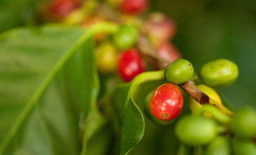 Coffee bean coffea arabica caturra grows in southern florida