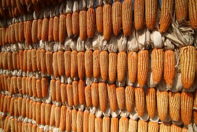 Plenty of dried corn pods are laid out on the wall at the agricultural festival.