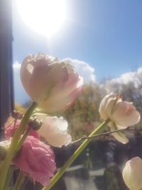 Close-up of tulip blooming outdoors