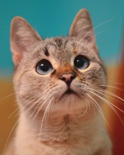 Close-up portrait of a cat