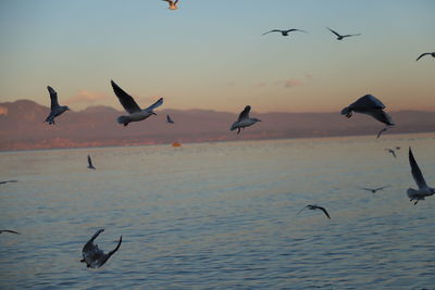 Seagulls flying over sea against sky