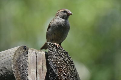 Close-up of bird perching on wooden post