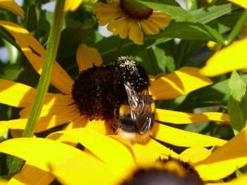 Close-up of honey bee on yellow flower