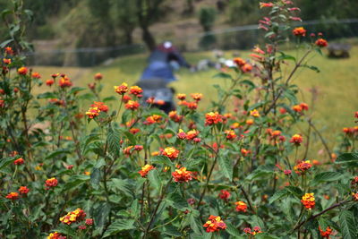 Close-up of orange flowering plants on field