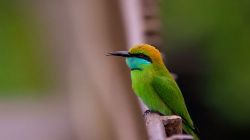 Close-up of bird perching on branch