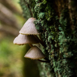 Close-up of mushroom growing on tree trunk