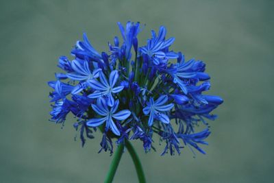 Close-up of purple flowering plant