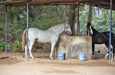 Horses standing in the ground