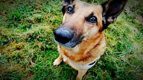 Portrait of dog on field