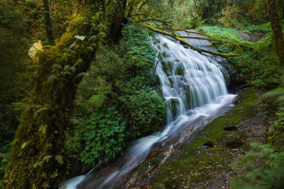 Scenic view of waterfall in forest