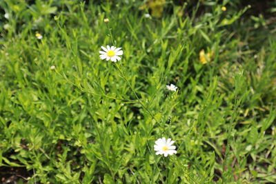 Close-up of white flowering plants on field