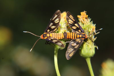 Close-up of butterfly pollinating on flower