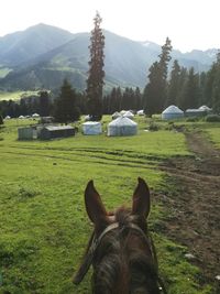 Horse on field against sky