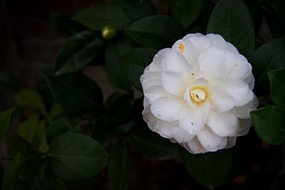 Close-up of white flower blooming outdoors