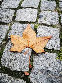 High angle view of maple leaf on footpath