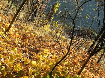 Trees growing on branch