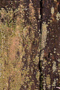 Full frame shot of old tree trunk