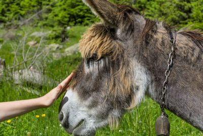 Close-up of hand feeding on grass