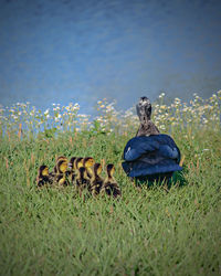 View of birds on grass