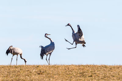 Flock of birds on the field