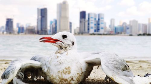 Close-up of seagull in city