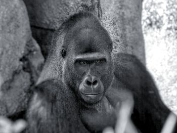 Close-up of portrait of tree