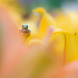 Close-up of yellow flower