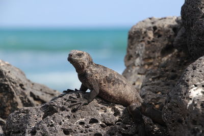 Close-up of iguana on rock at galapagos islands