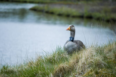 Duck drinking water