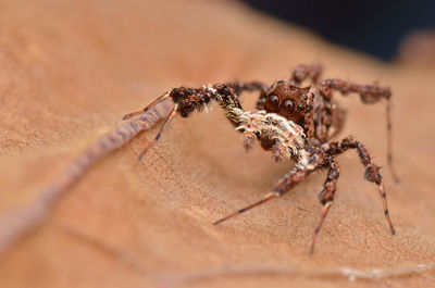 Close-up of spider