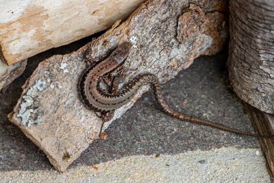 High angle view of lizard on rock