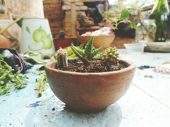 Close-up of potted plant