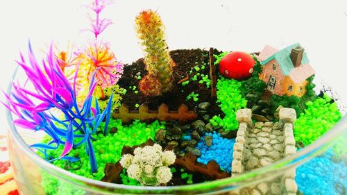 High angle view of multi colored potted plant against white background