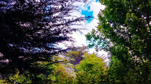 Low angle view of trees