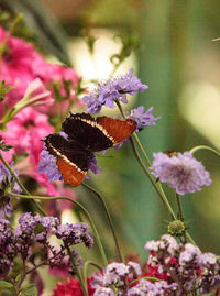 Close-up of butterfly on pink flowers blooming outdoors
