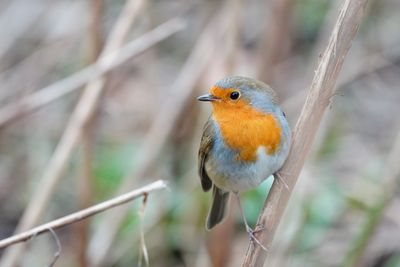 Close-up of bird perching on branch