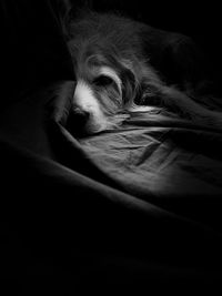 Close-up of a dog resting on bed