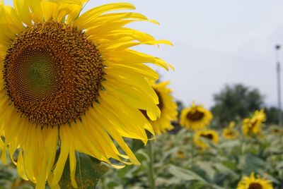 Close-up of sunflower