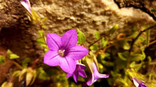 Close-up of pink flower