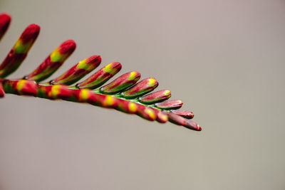 Close-up of colored pencils over white background