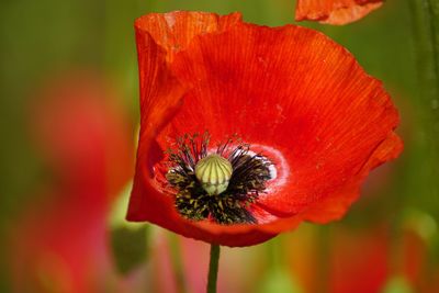 Close-up of red poppy flower