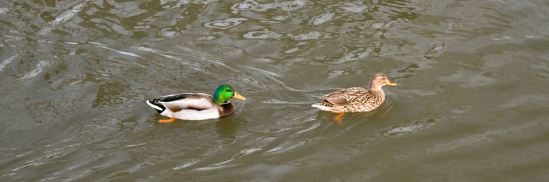 High angle view of ducks swimming in lake