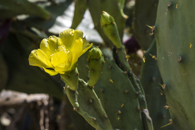 Close-up of yellow flowers