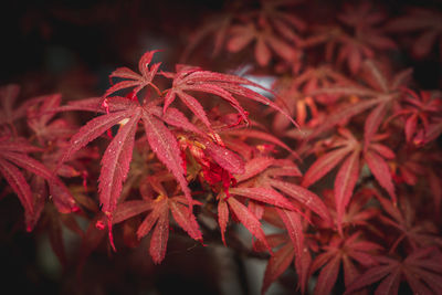 Close-up of red maple leaf at night