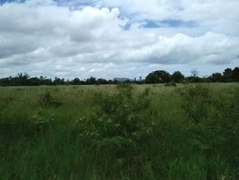 Scenic view of field against sky