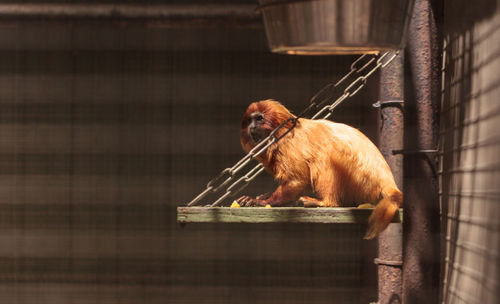 Golden lion tamarin sitting in cage at zoo