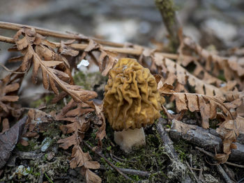 Close-up of dry mushroom on field