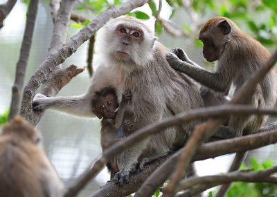 Monkeys sitting on branches